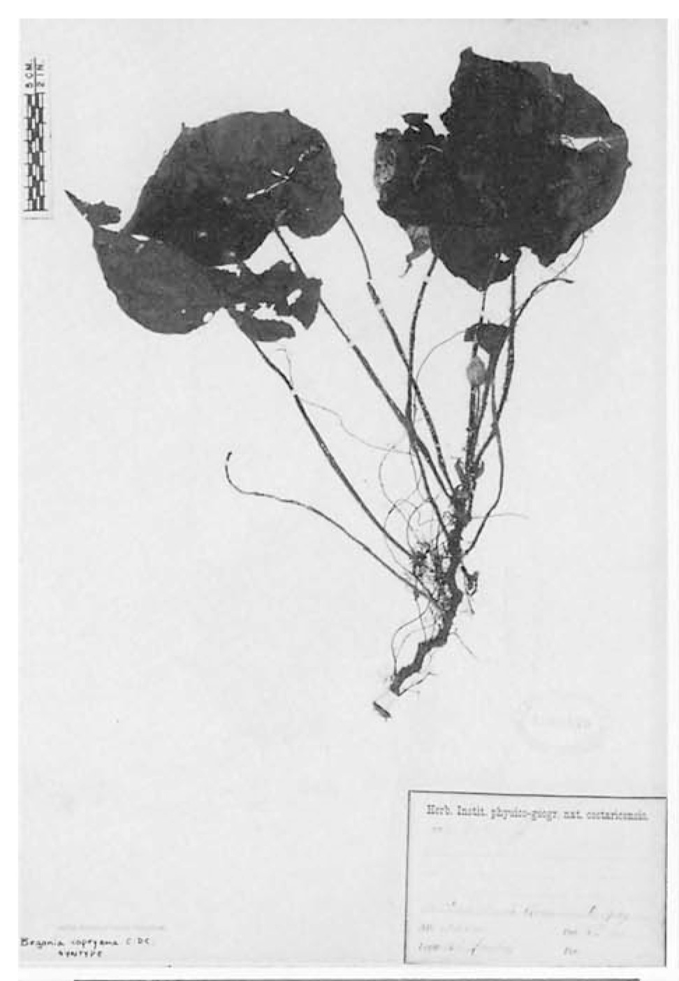 B. copeyana